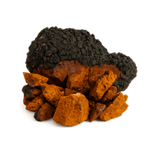 Chaga mushroom