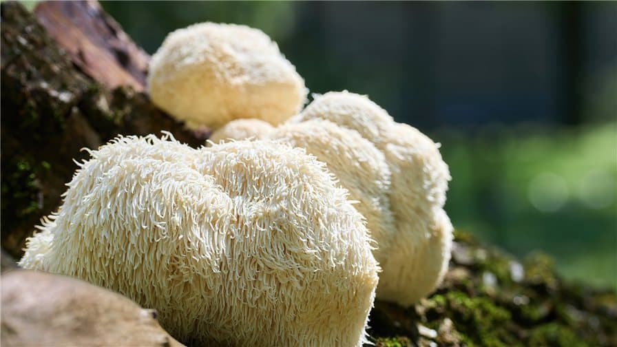 What is Lion's Mane Mushroom?